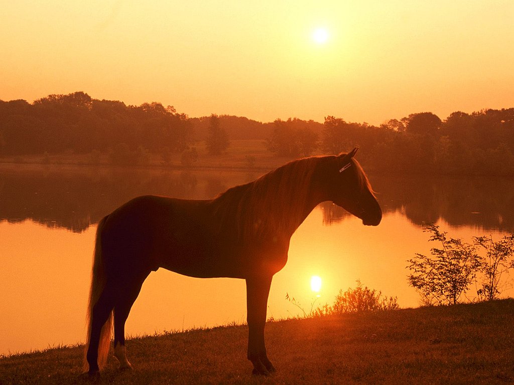 Joe Banjo, Rocky Mountain Horse, Pennsylvania